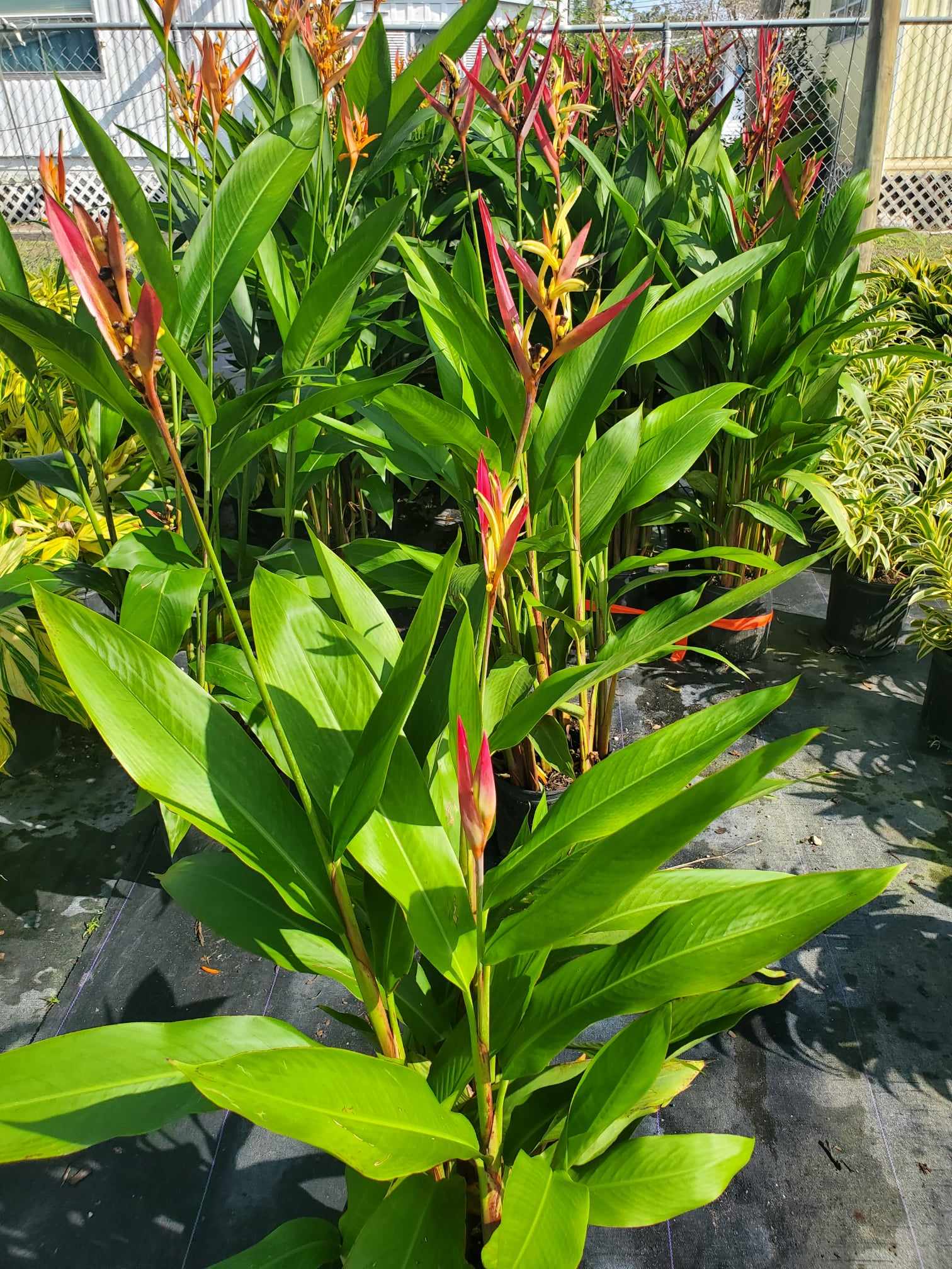 Heliconia