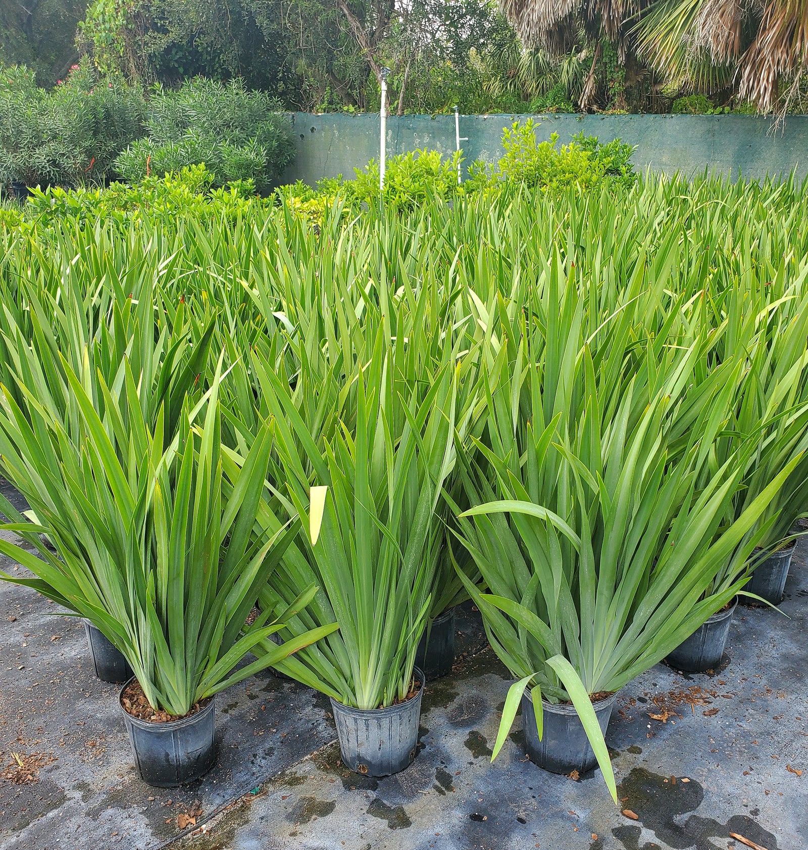 Large-leaved Giant Apostle Iris with sword-like foliage and elegant blue-purple blooms.