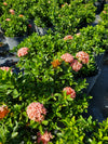 Ixora with clusters of vibrant red, orange, or pink flowers and glossy green leaves, perfect for adding tropical color to Florida gardens and attracting butterflies