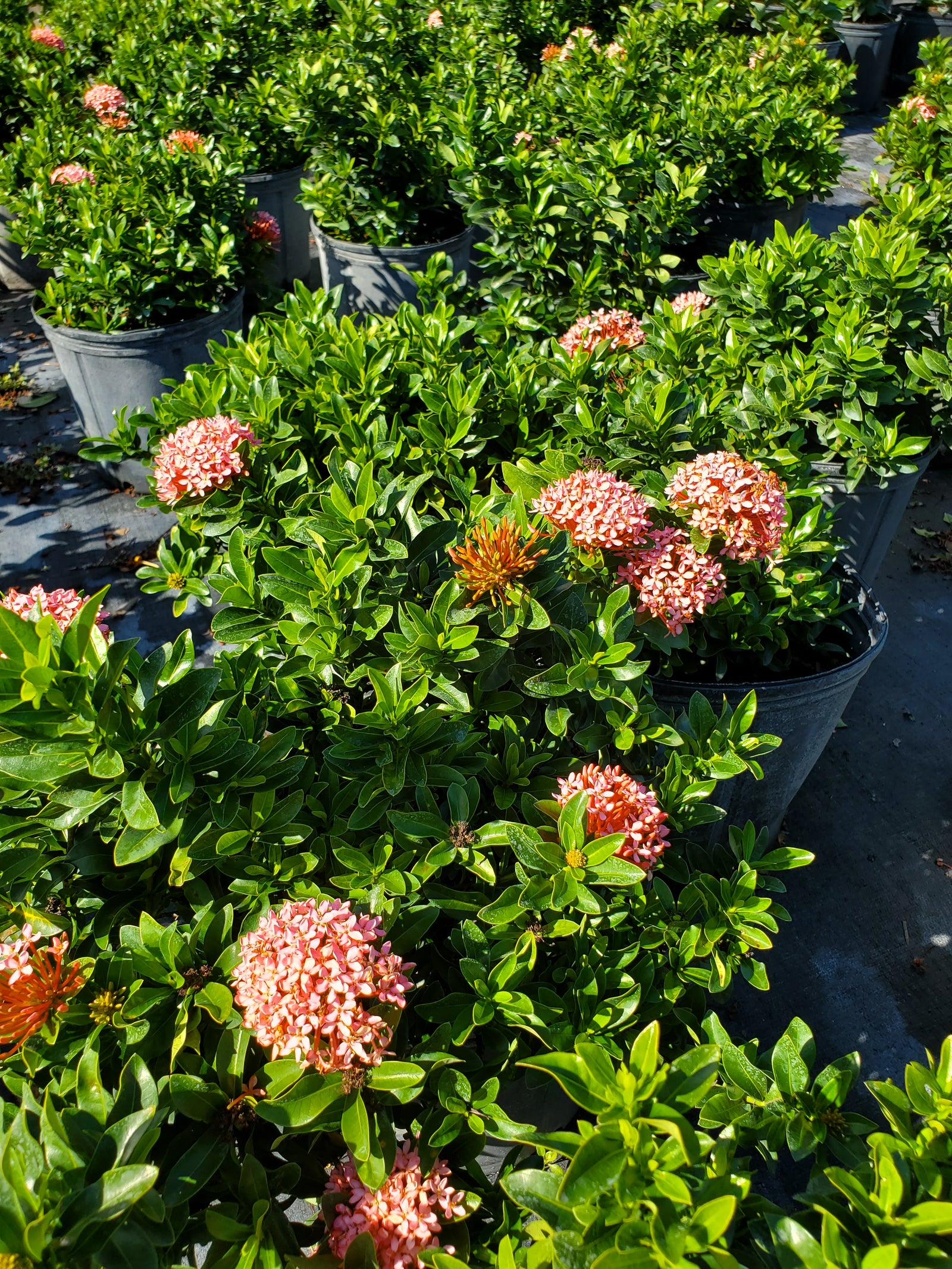 Colorful Ixora with clustered blooms, perfect for sunny garden beds or borders.