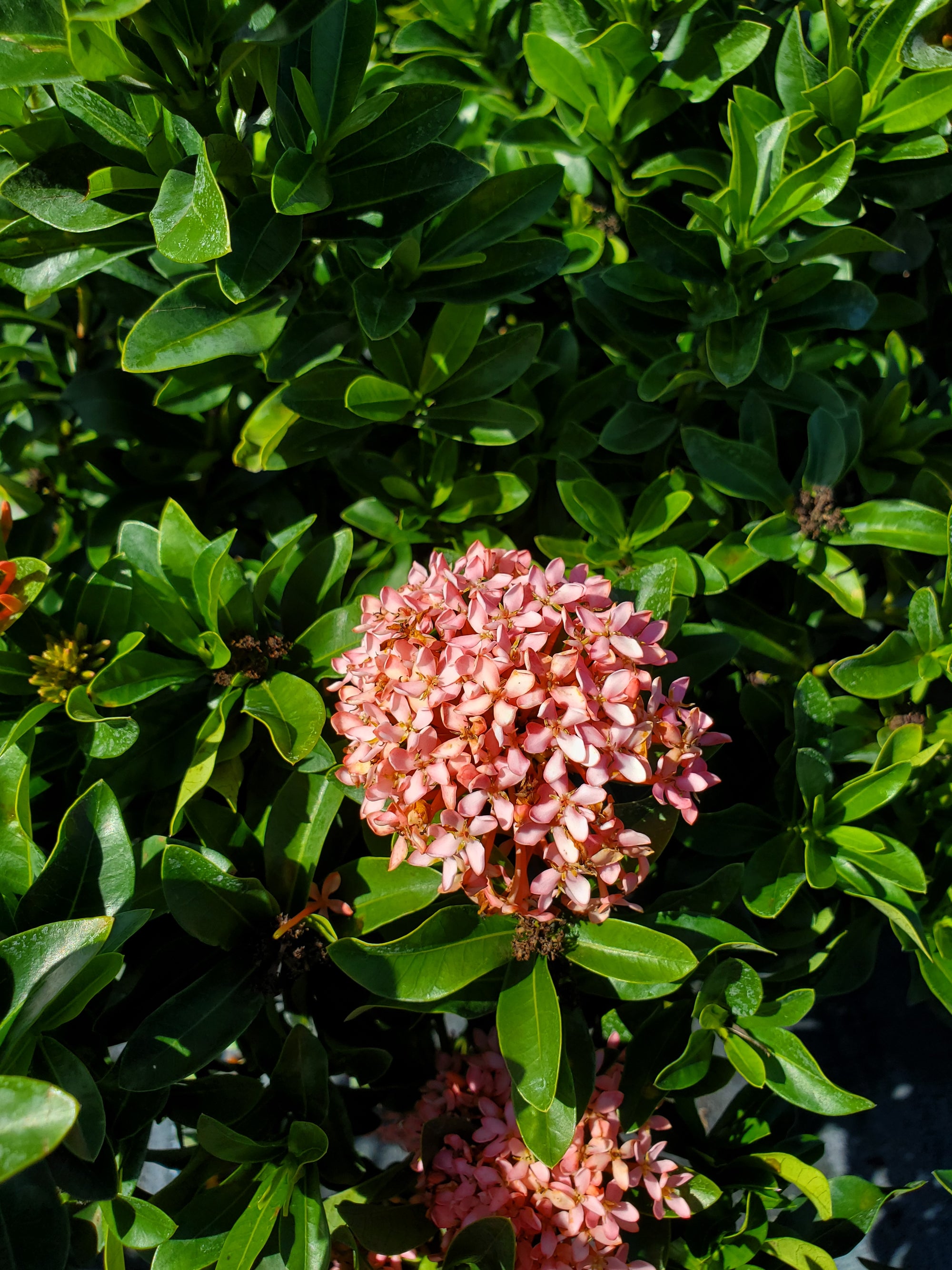 Ixora