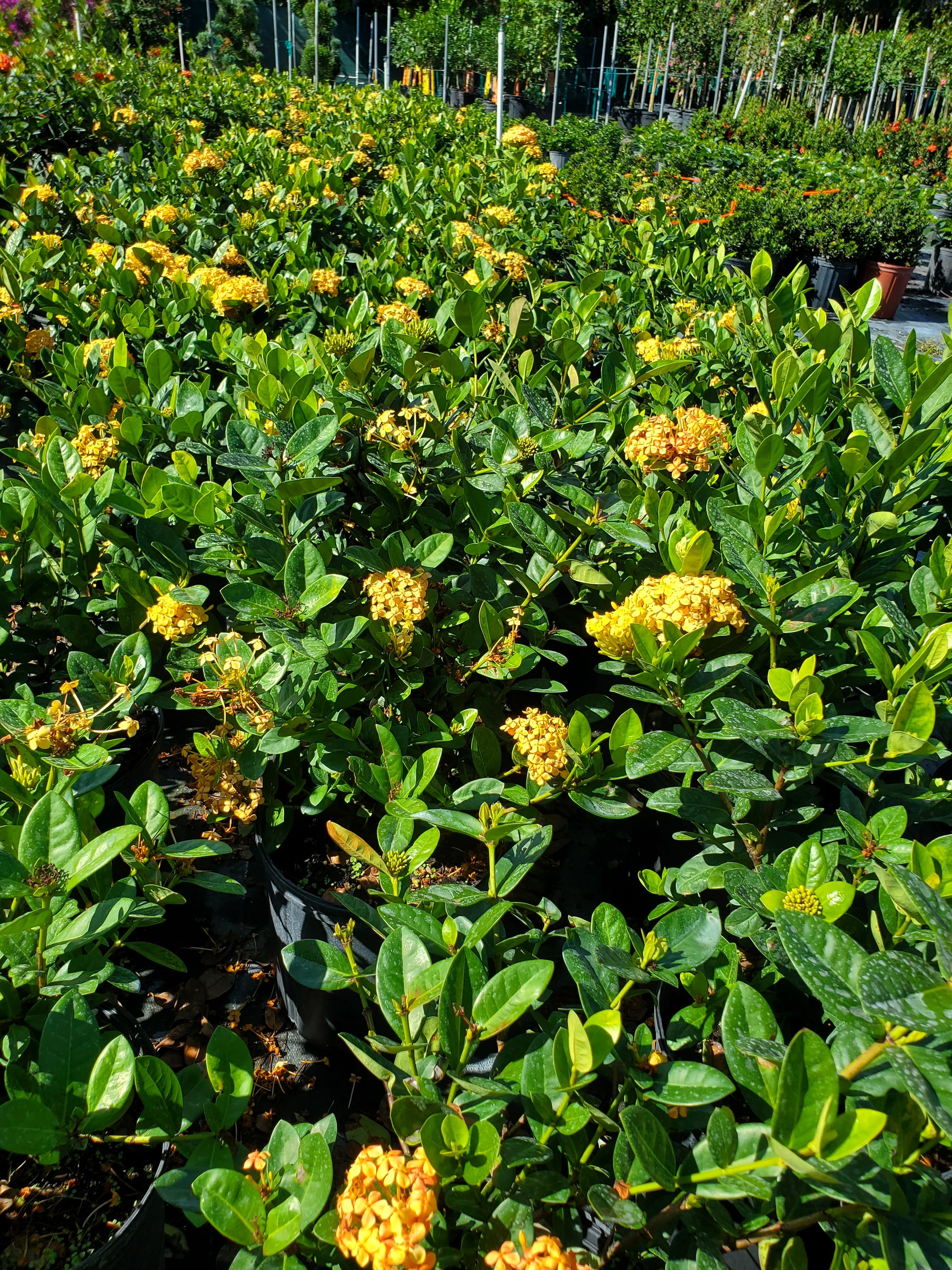 ixora plant indoor or outdoor Ixora
