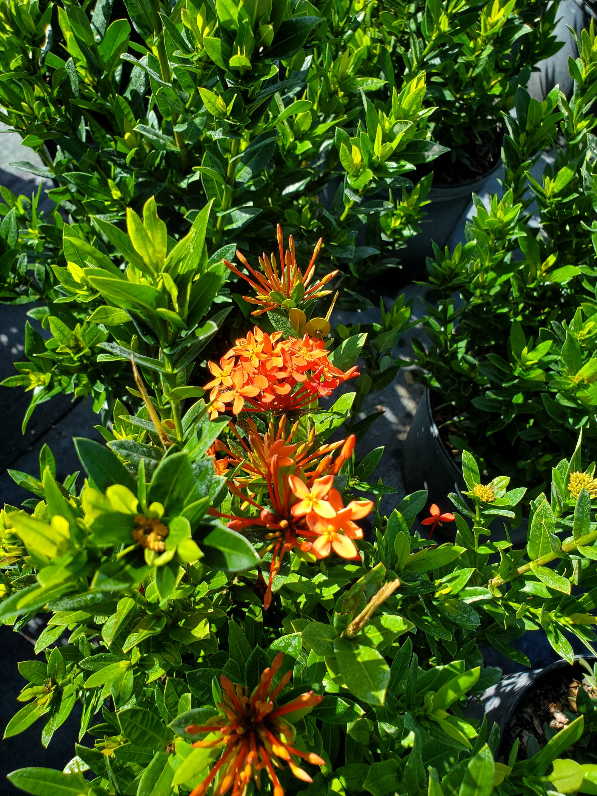 ixora indoor plant Ixora