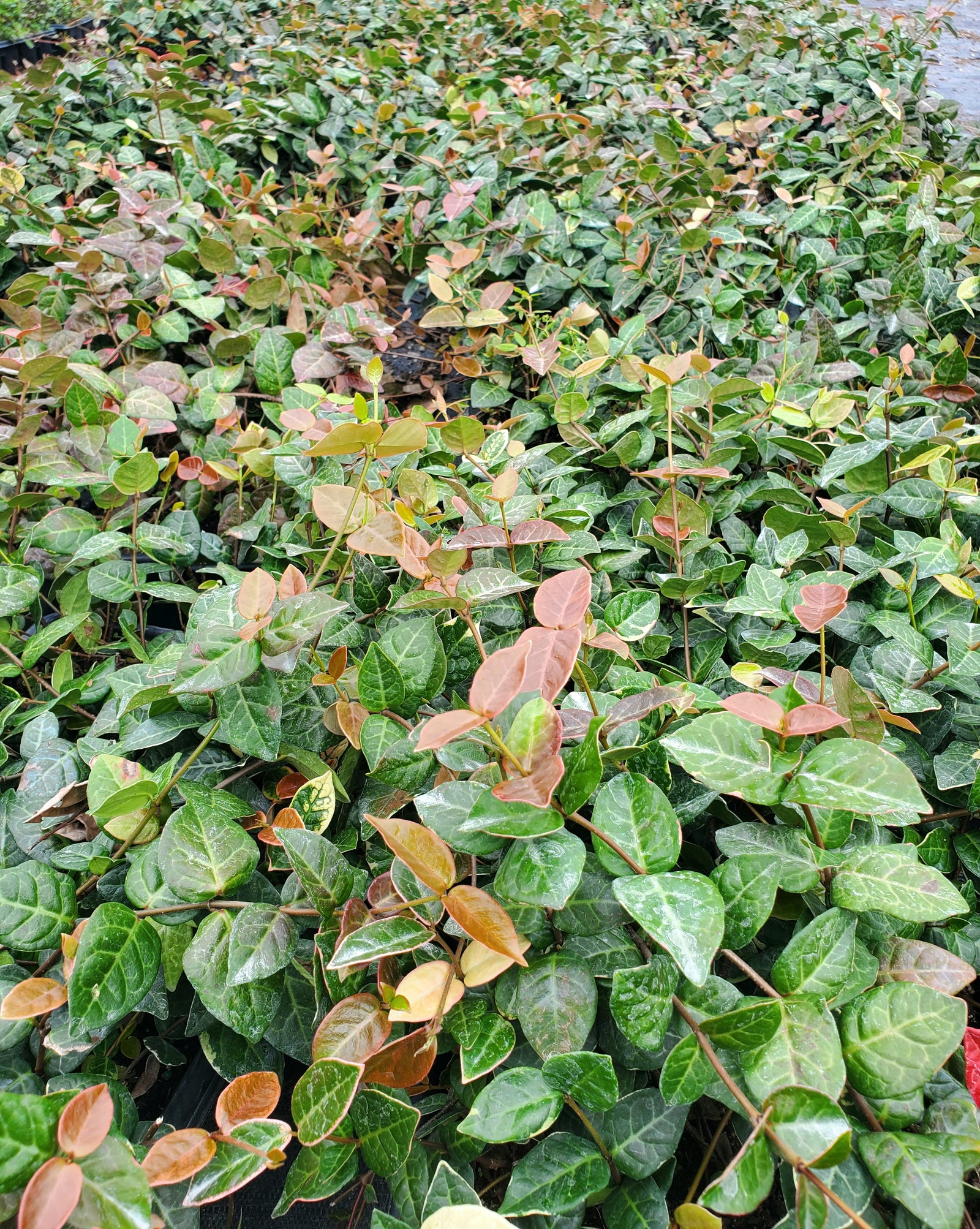 Ground-hugging Jasmine Minima with fragrant leaves, great for slopes and full sun.