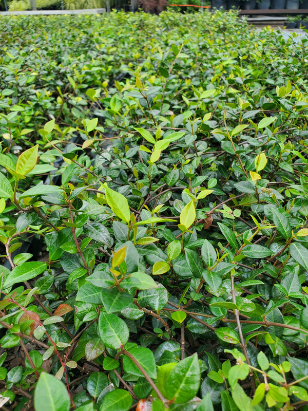 JasmineMinima2_600x.jpg?v=