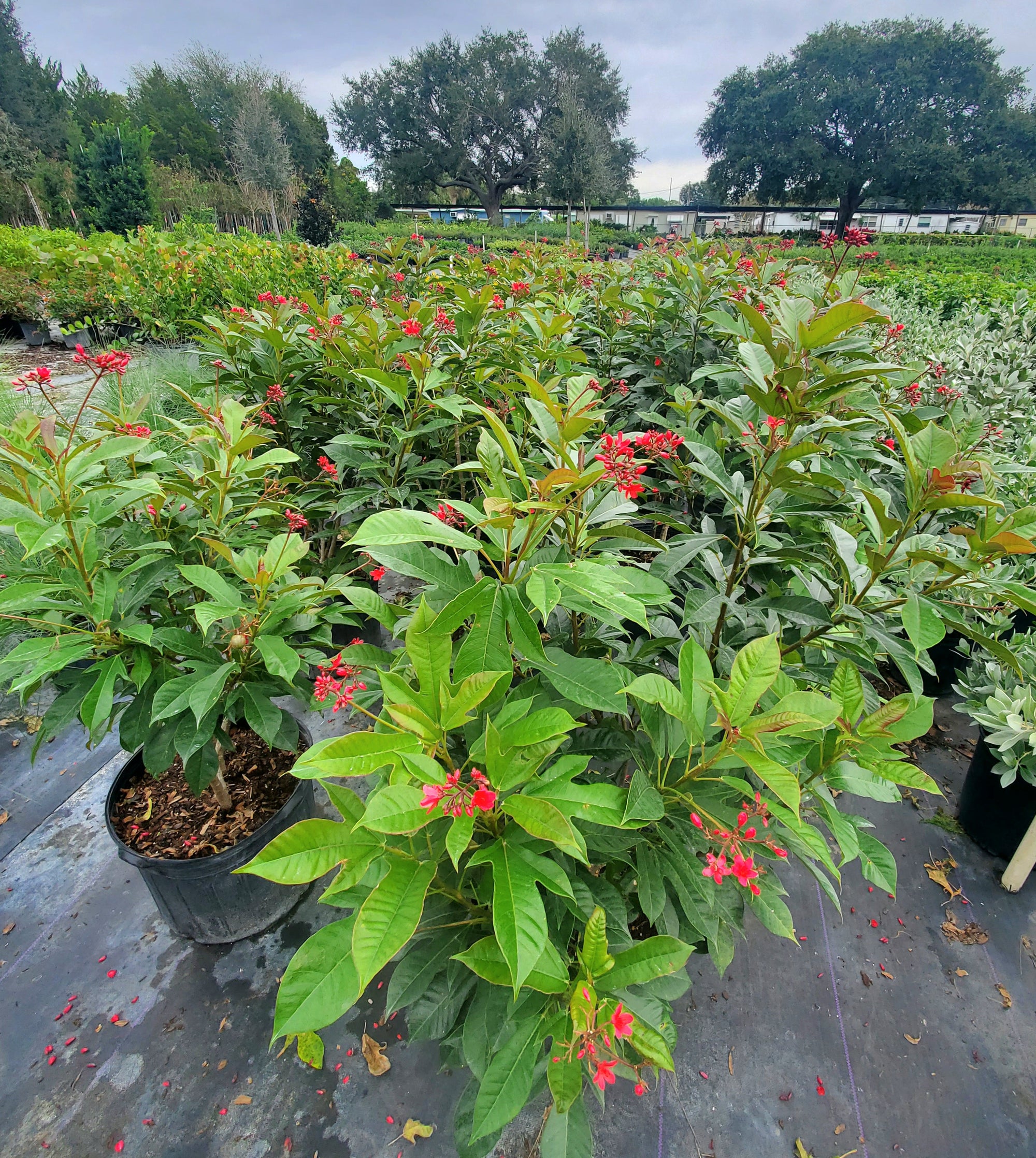 Zatropha Jatropha - Native Jungle