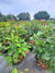 Jatropha with bright red star-shaped flowers and lush green foliage, ideal for adding vibrant color to Florida landscapes and attracting pollinators