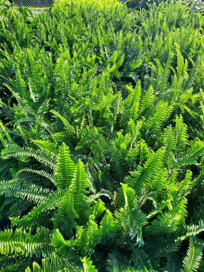 Kimberly Queen Fern with lush, upright fronds and vibrant green color, perfect for adding elegance to shaded areas and indoor spaces in Florida