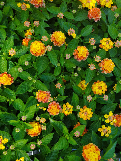 Coontie plant with feathery leaves, perfect for shaded areas in Florida gardens, supports local butterfly species