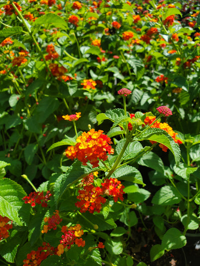 Lantana