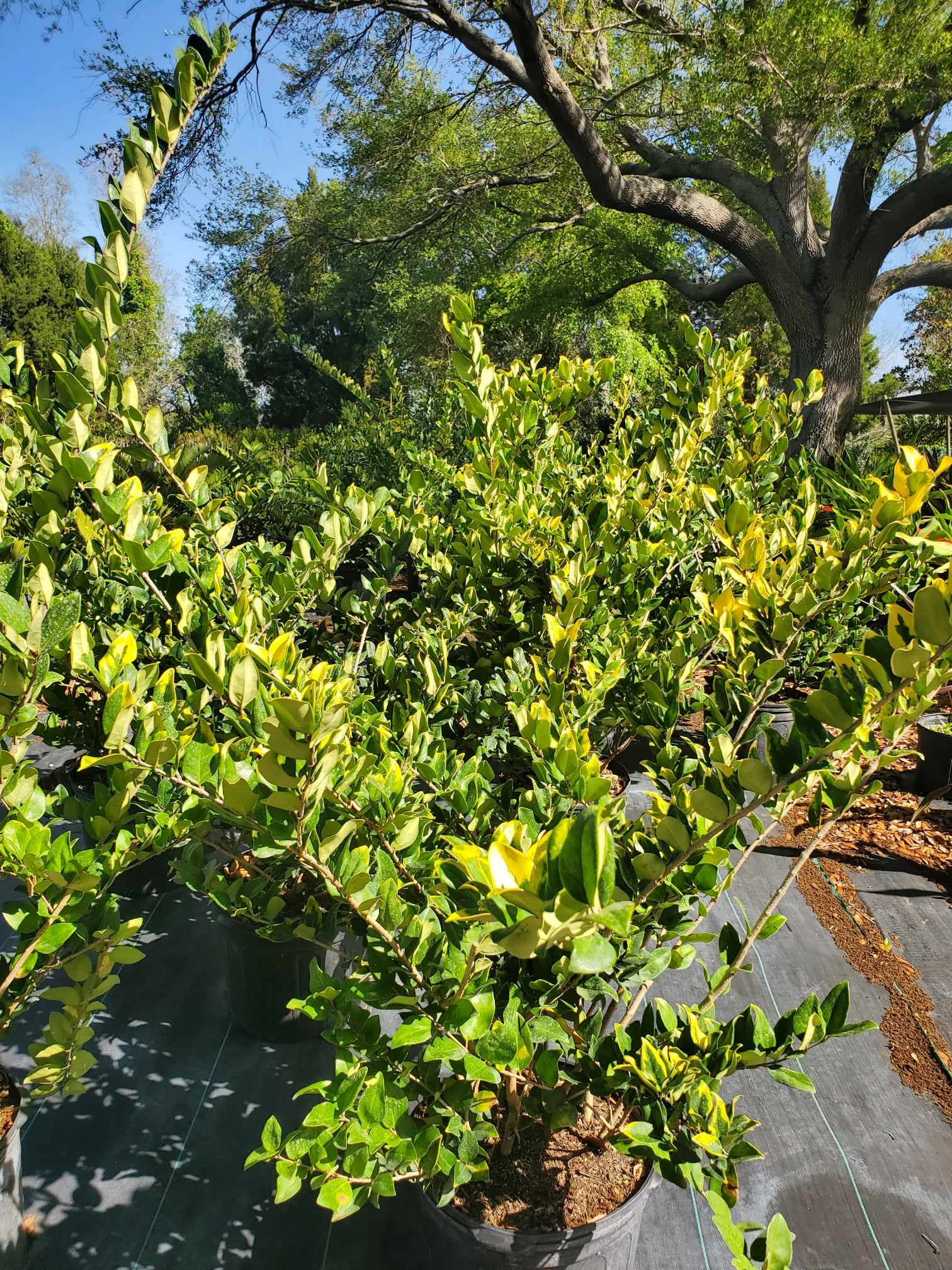 Dense Ligustrum shrub with glossy foliage, great for privacy hedges and landscaping.