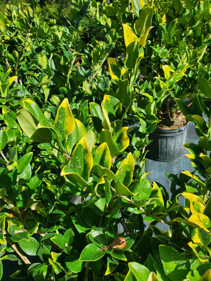 Ligustrum Privet with dense green foliage and small white flowers, perfect for creating formal hedges and privacy screens in Florida landscapes