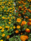 Marigold