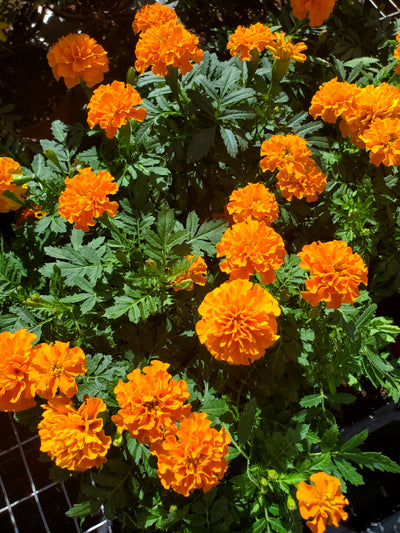 Marigold