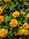 Marigold