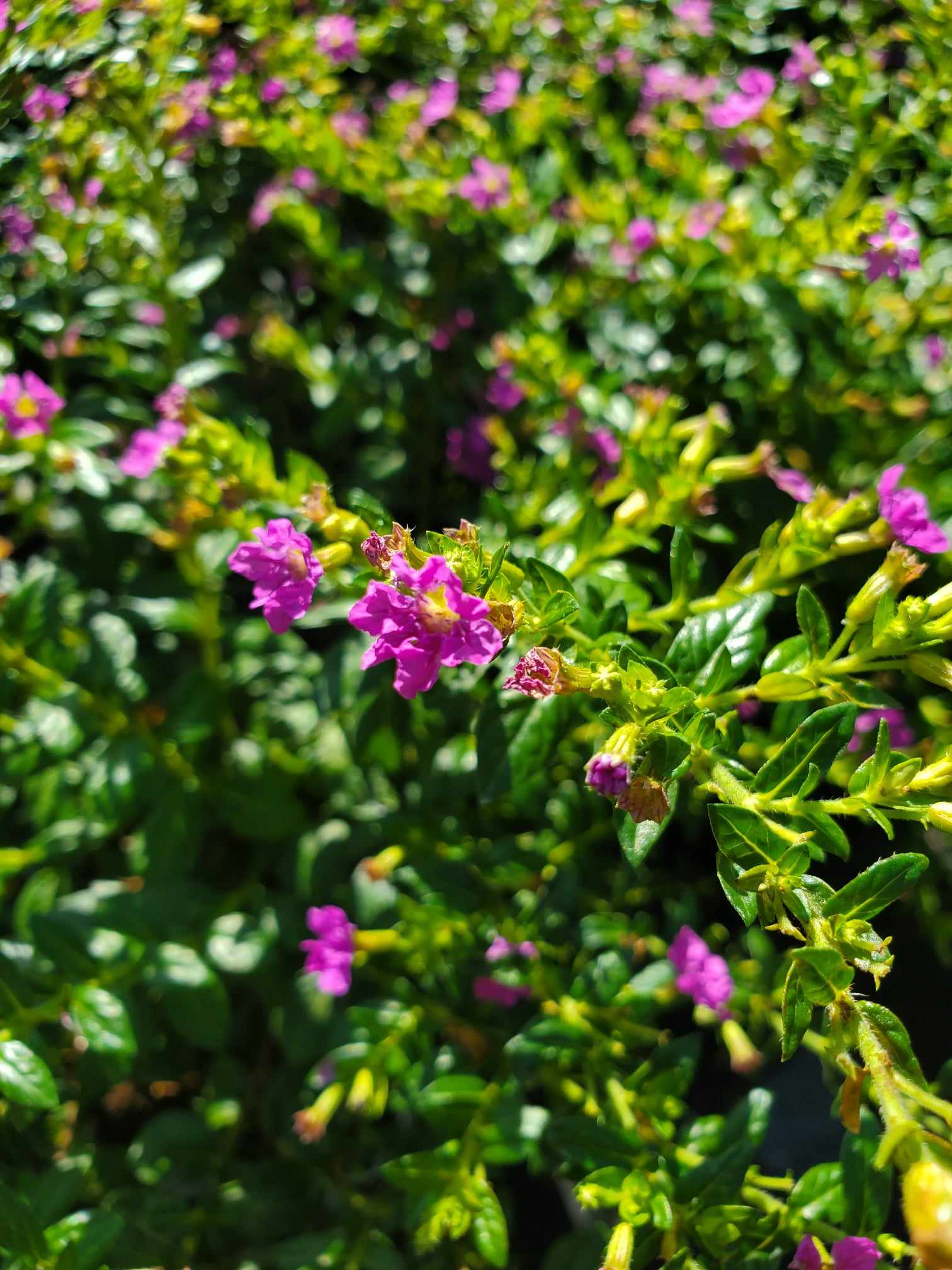 mexican heather plant indoors Mexican Heather