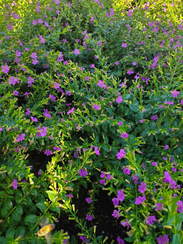 mexican heather house plant Mexican Heather