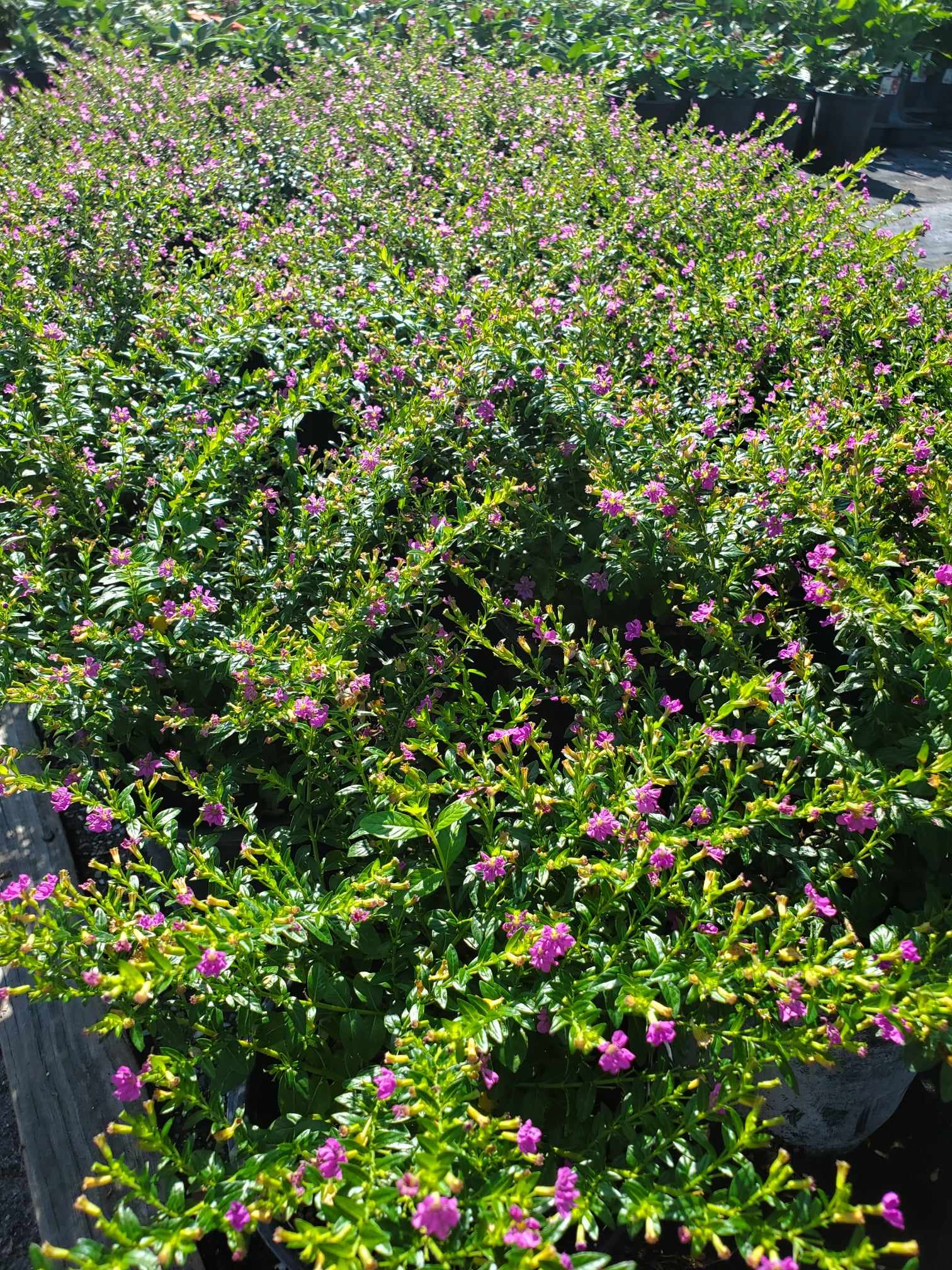 Fine-leaved Mexican Heather with purple blooms, compact and heat-tolerant ground cover.