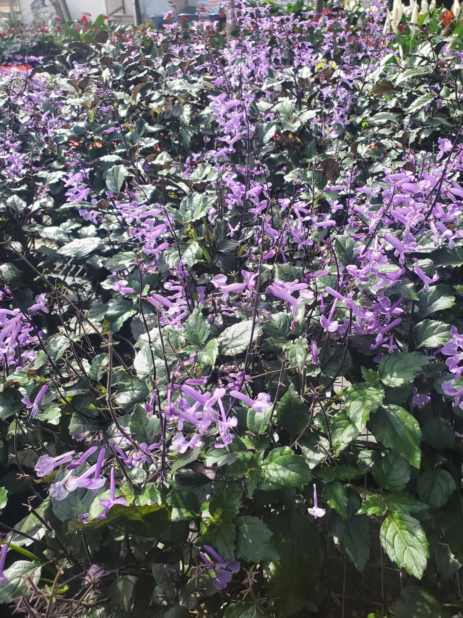 Mona Lavender with dark green leaves and lavender-purple flowers, ideal for partial shade in Florida gardens