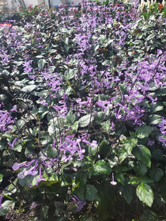 mona lavender plant benefits Mona Lavender