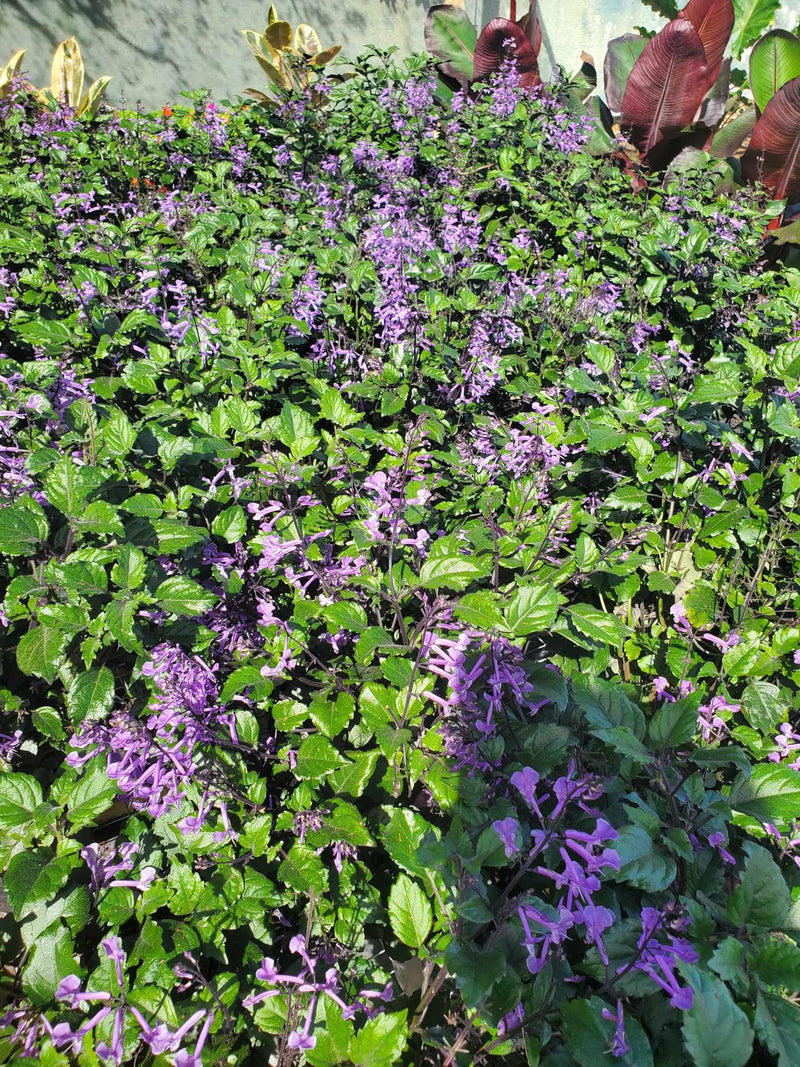 Mona Lavender with dark green leaves and lavender-purple flowers, ideal for partial shade in Florida gardens