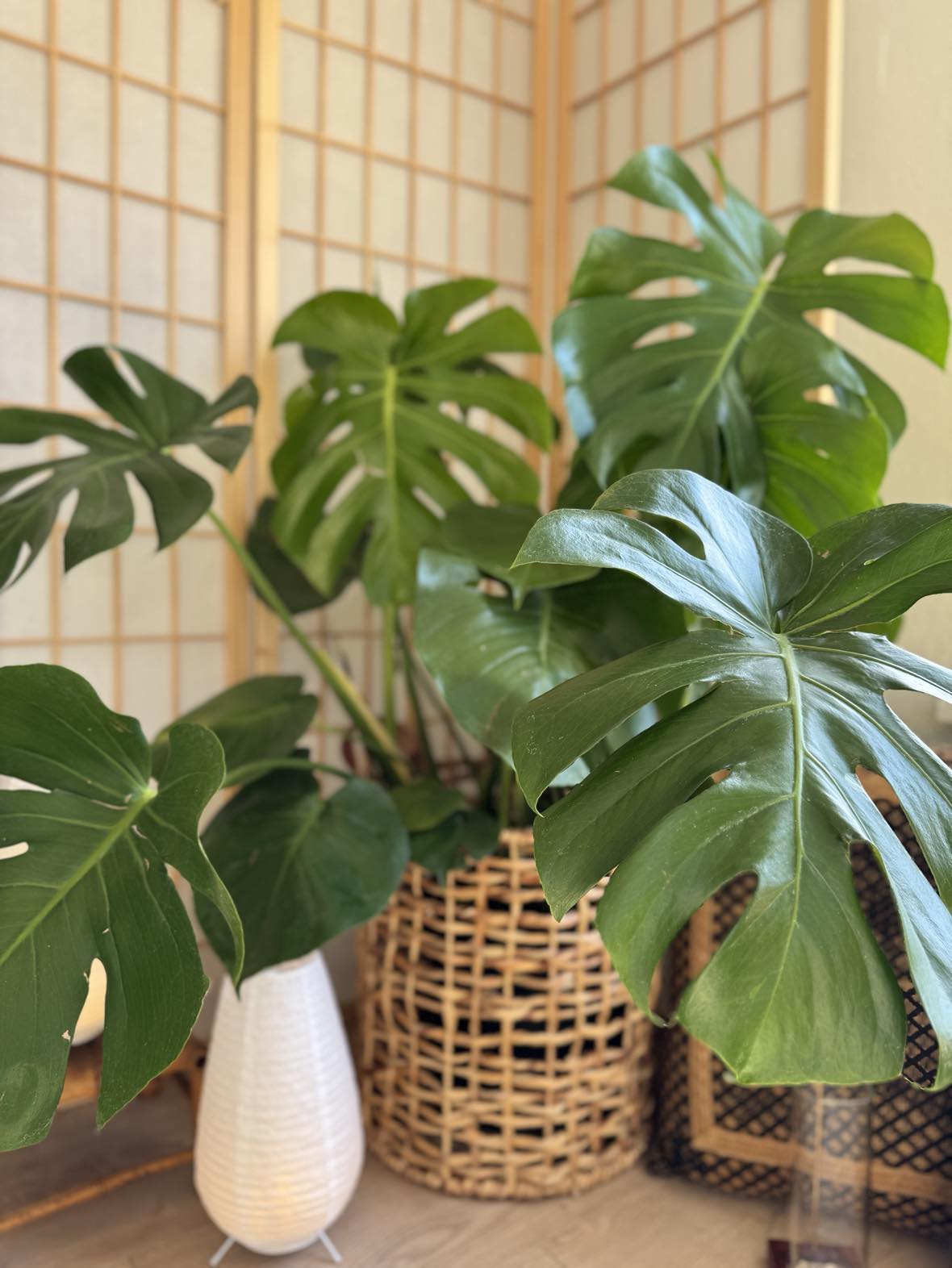 Large-leaf Monstera Deliciosa plant with natural splits, ideal for bright indoor spaces.