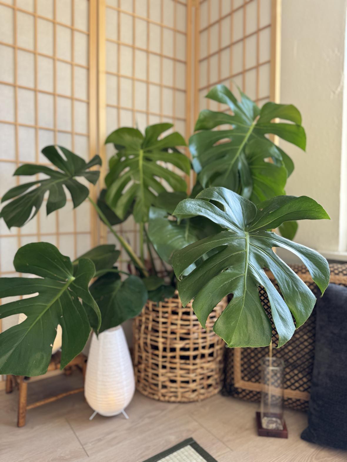 monstera deliciosa indoor plant Monstera Deliciosa - Beautiful Indoor Plants