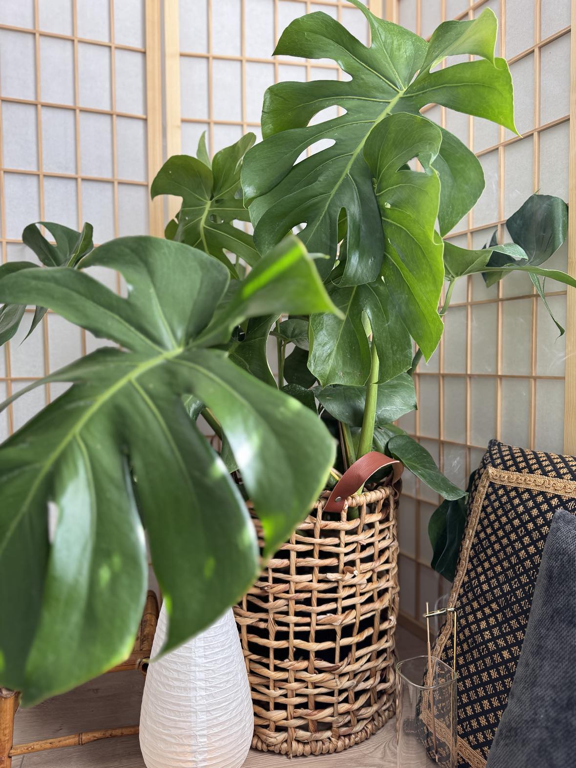 monstera deliciosa real plant Monstera Deliciosa - Beautiful Indoor Plants