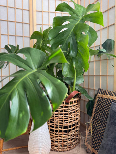 monstera deliciosa jungle Monstera Deliciosa - Beautiful Indoor Plants