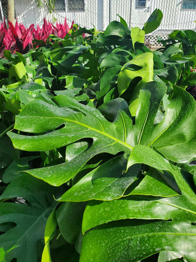 Monstera Deliciosa with large, glossy, fenestrated leaves, perfect for adding a tropical flair to indoor spaces and shaded Florida gardens