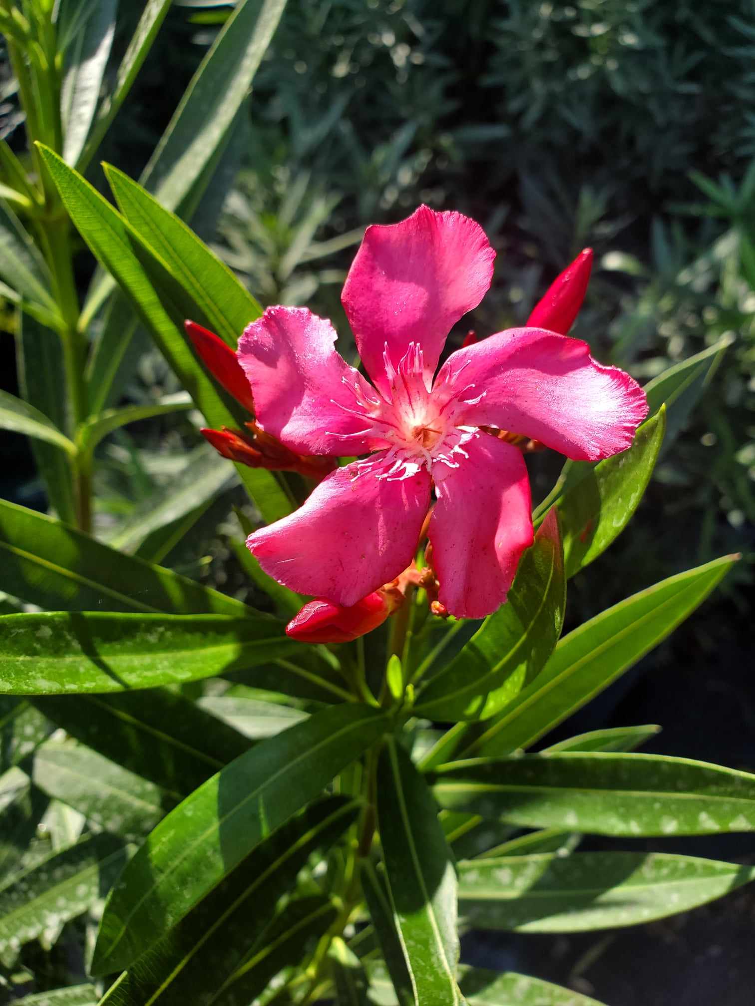 Hardy Oleander shrub with vibrant flowers, thrives in heat and full sun.