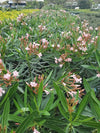 Oleander with vibrant pink, white, or red blossoms and dark green foliage, perfect for adding color and structure to Florida landscapes