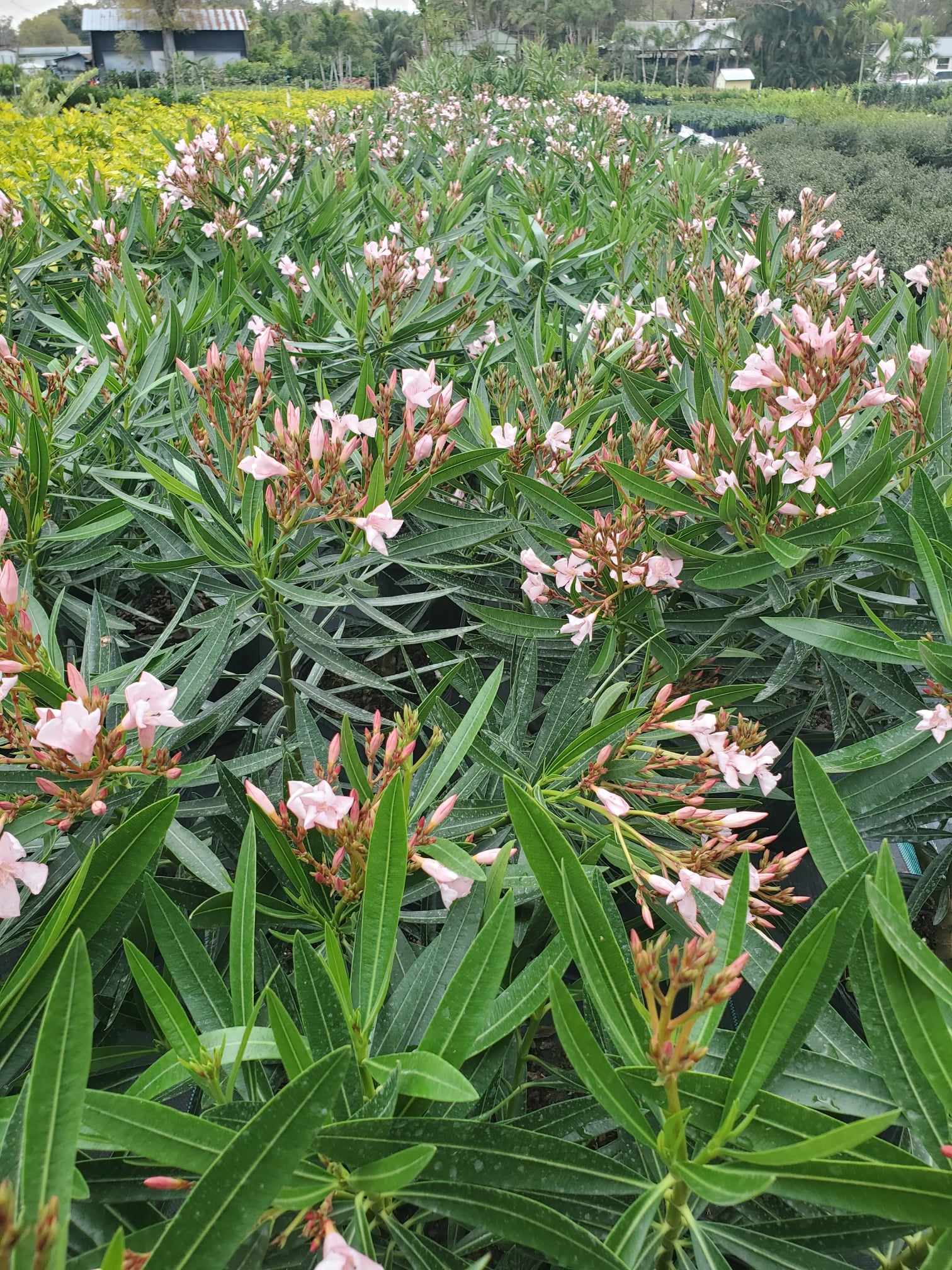 Compact pink Oleander bush, drought-tolerant and great for sunny gardens.
