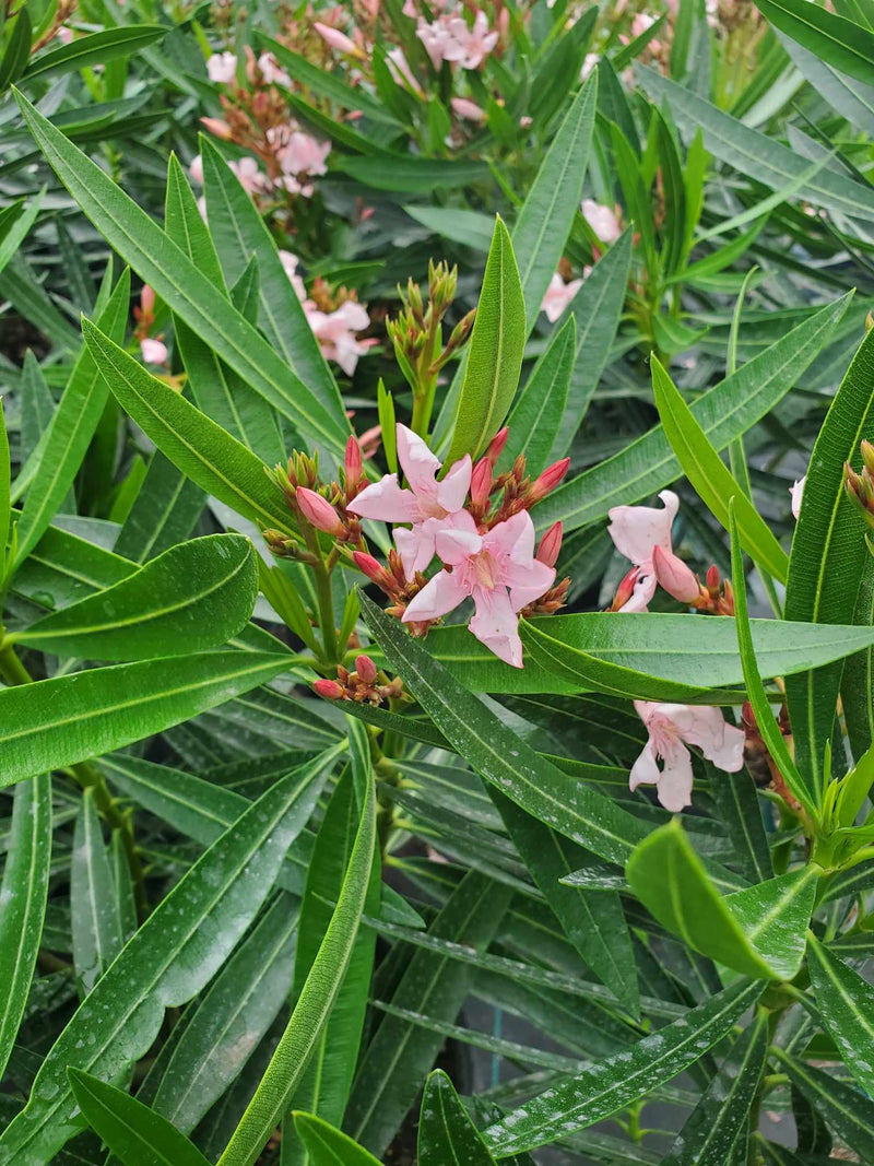 Oleander with vibrant pink, white, or red blossoms and dark green foliage, perfect for adding color and structure to Florida landscapes