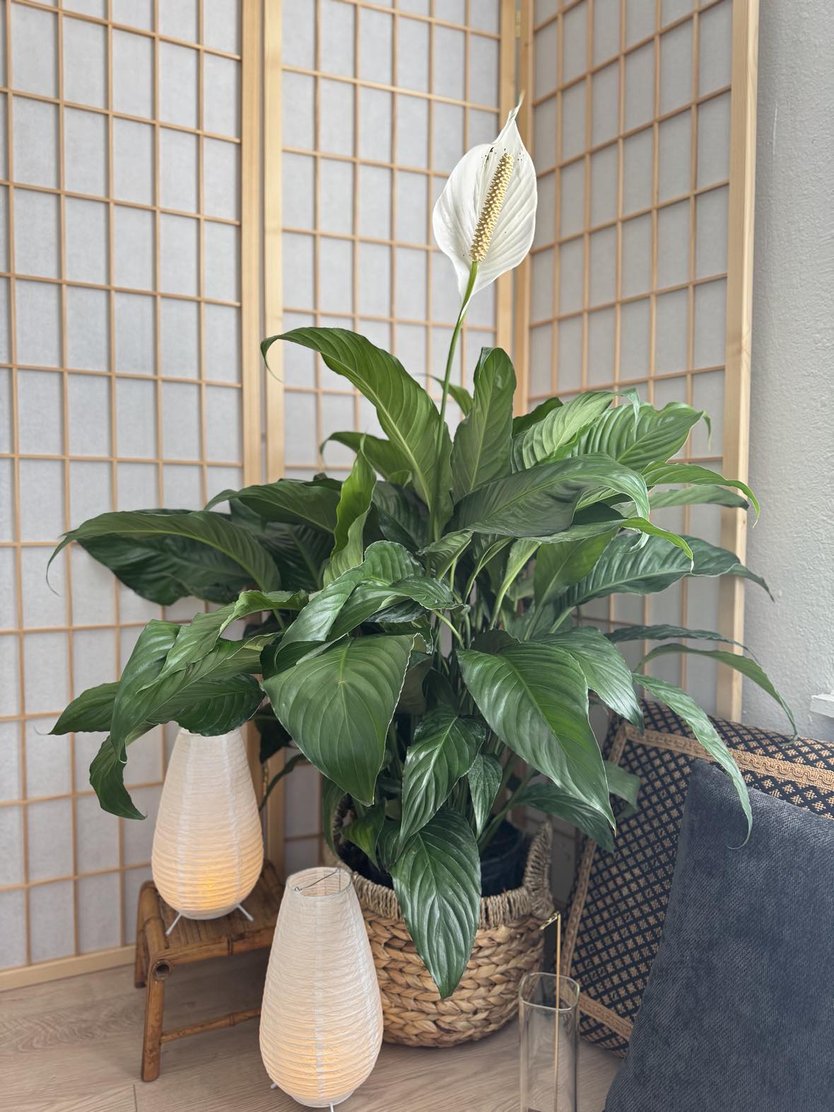 Classic Peace Lily with lush green leaves and white blooms, purifies indoor air.