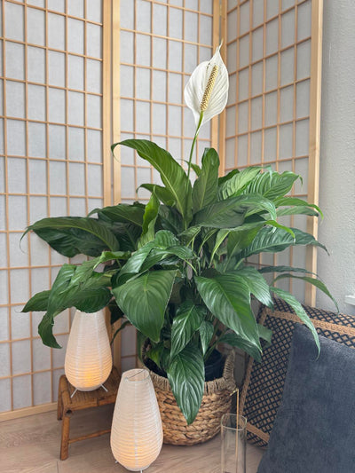 peace lily indoor air quality Spath Peace Lily