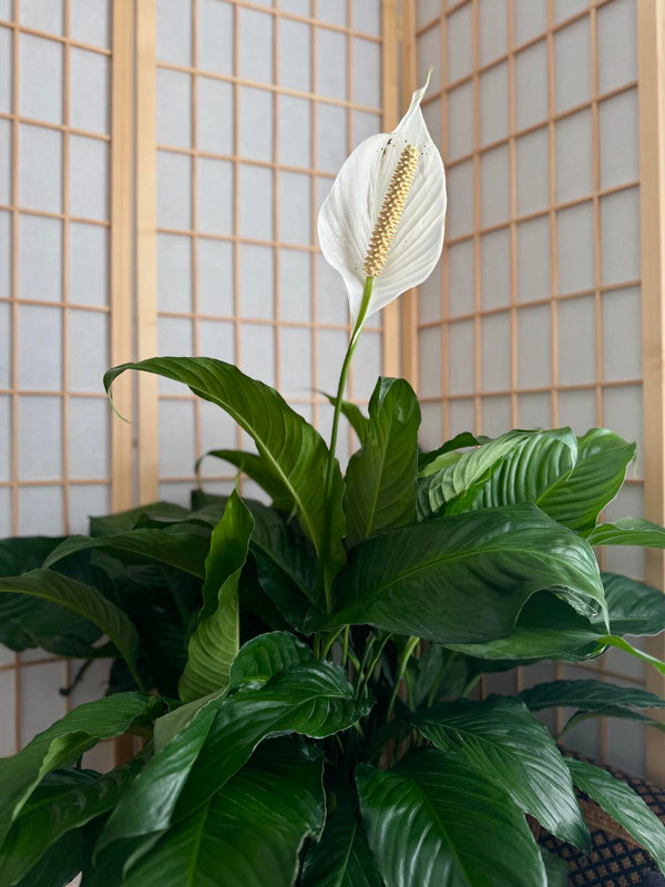 Spath Peace Lily - Native Jungle
