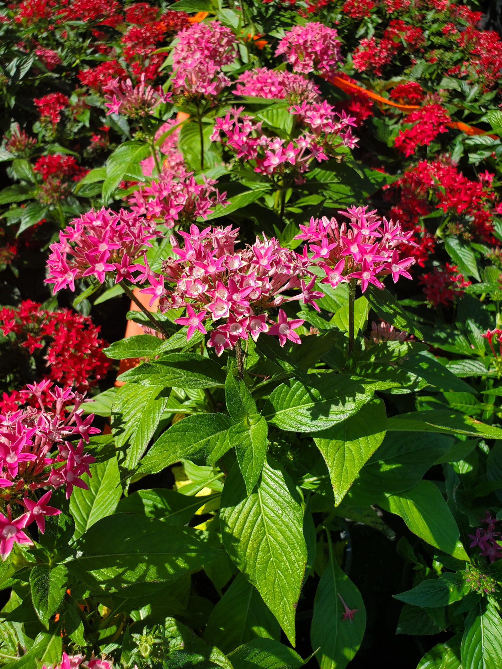 Clustered-bloom Penta plant with star-shaped flowers, beloved by butterflies and great for bedding.