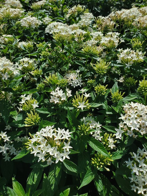 photinia winterhart Glanzmispel Photinia fraseri 'Pink Crispy' 40-60 cm schlank wachsend,  winterhart main image 0