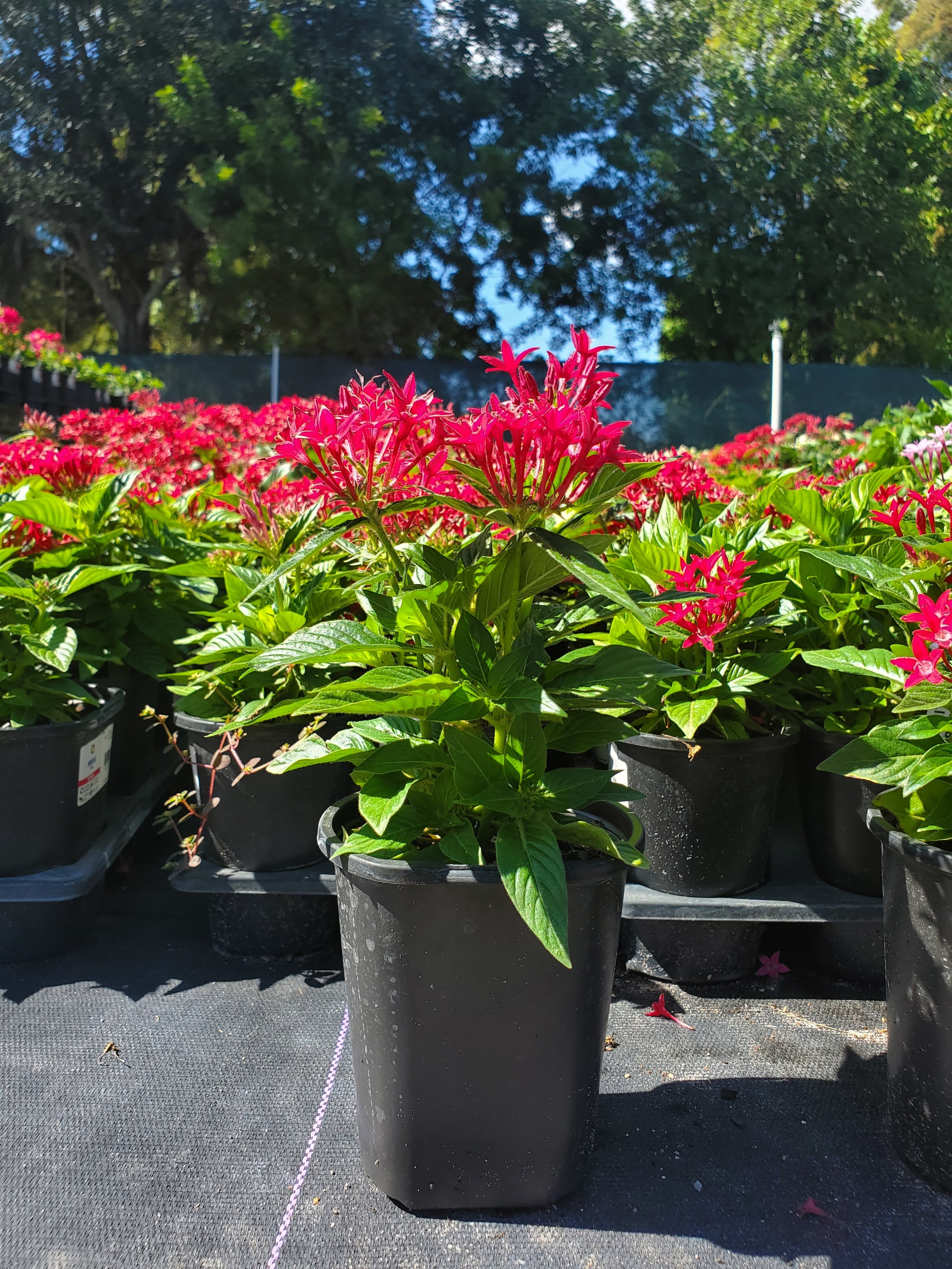 penta plants in pots Penta