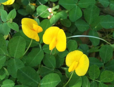 Perennial Peanut (Golden Glory)