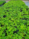 Perennial Peanut with bright yellow flowers and lush green foliage, ideal for drought-tolerant ground cover and soil erosion control in Florida