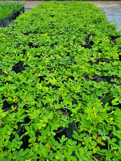 Perennial Peanut with bright yellow flowers and lush green foliage, ideal for drought-tolerant ground cover and soil erosion control in Florida