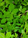 Perennial Peanut (Golden Glory)