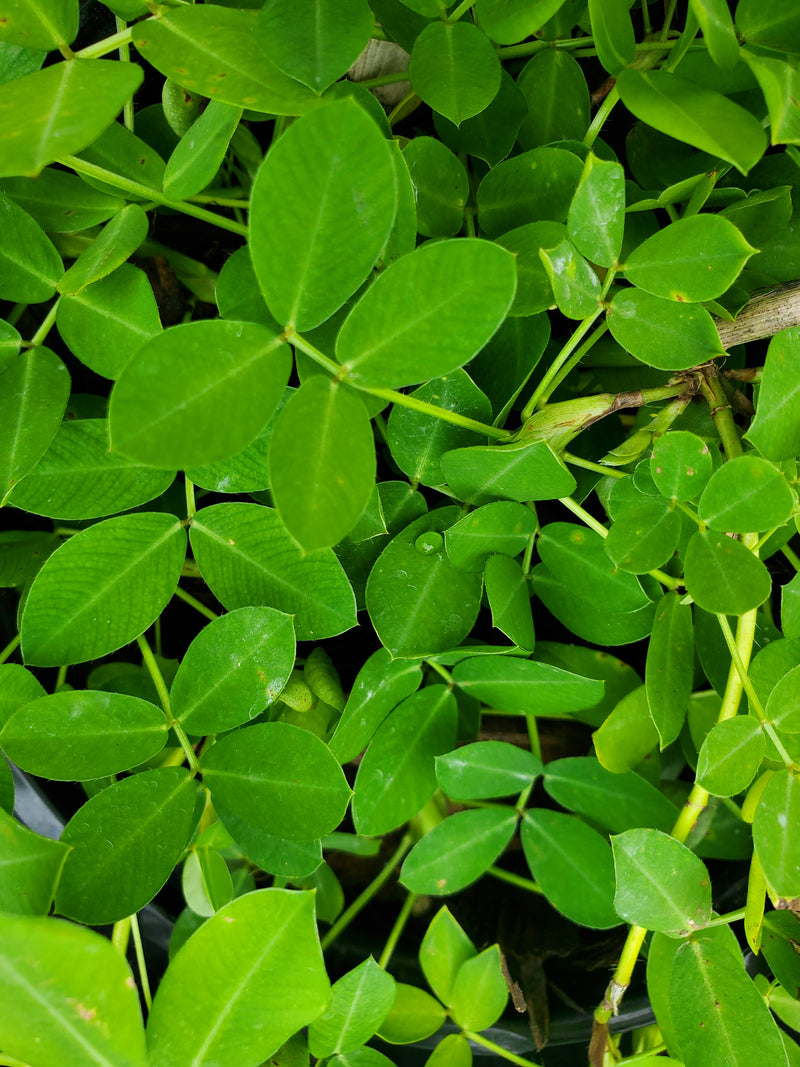 Perennial Peanut with bright yellow flowers and lush green foliage, ideal for drought-tolerant ground cover and soil erosion control in Florida