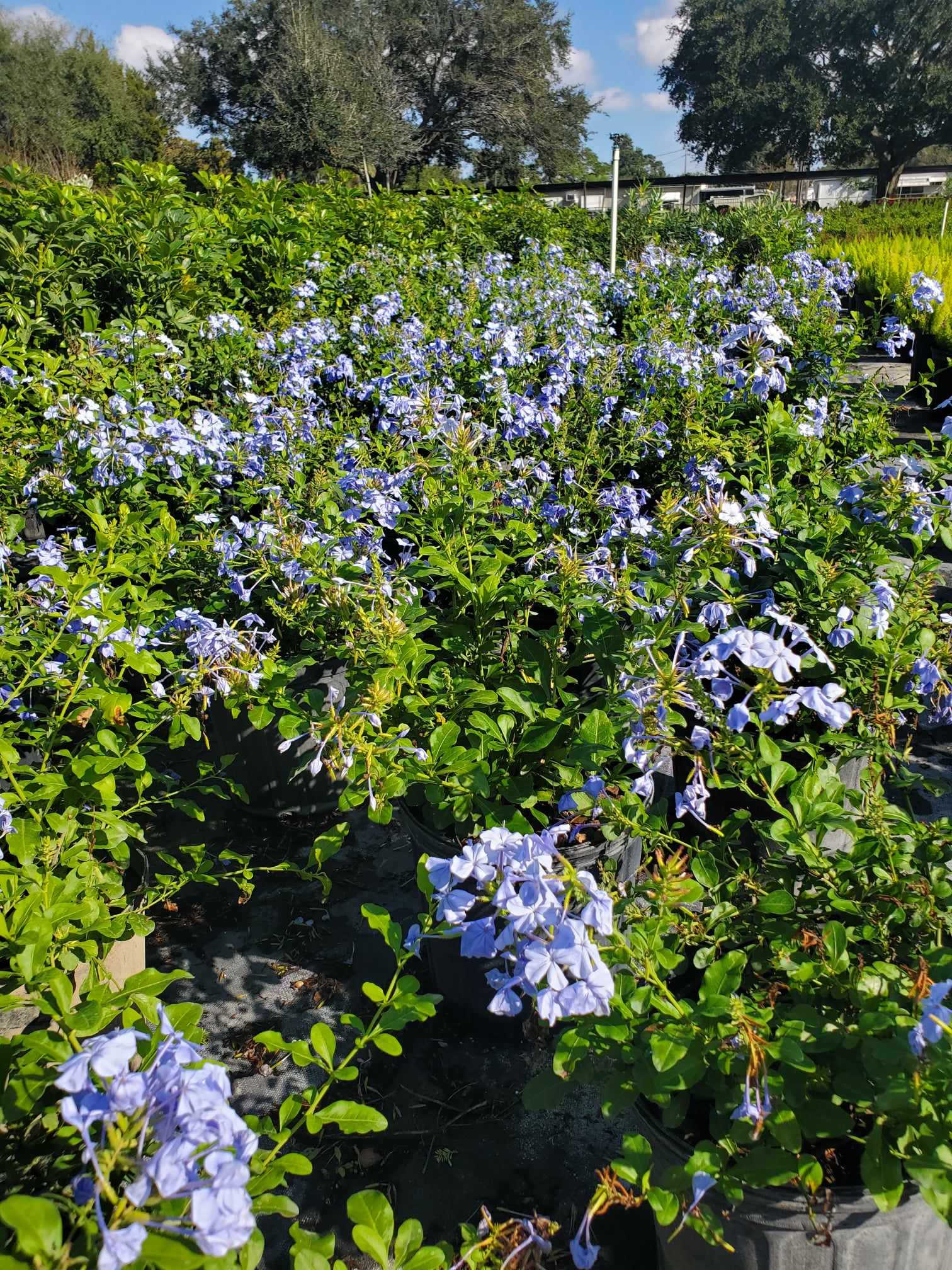 Sky-blue Plumbago flowers bloom year-round, a favorite for butterflies and full-sun beds.
