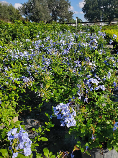 Plumbago with clusters of sky-blue flowers and green foliage, ideal for adding color to Florida gardens and attracting butterflies