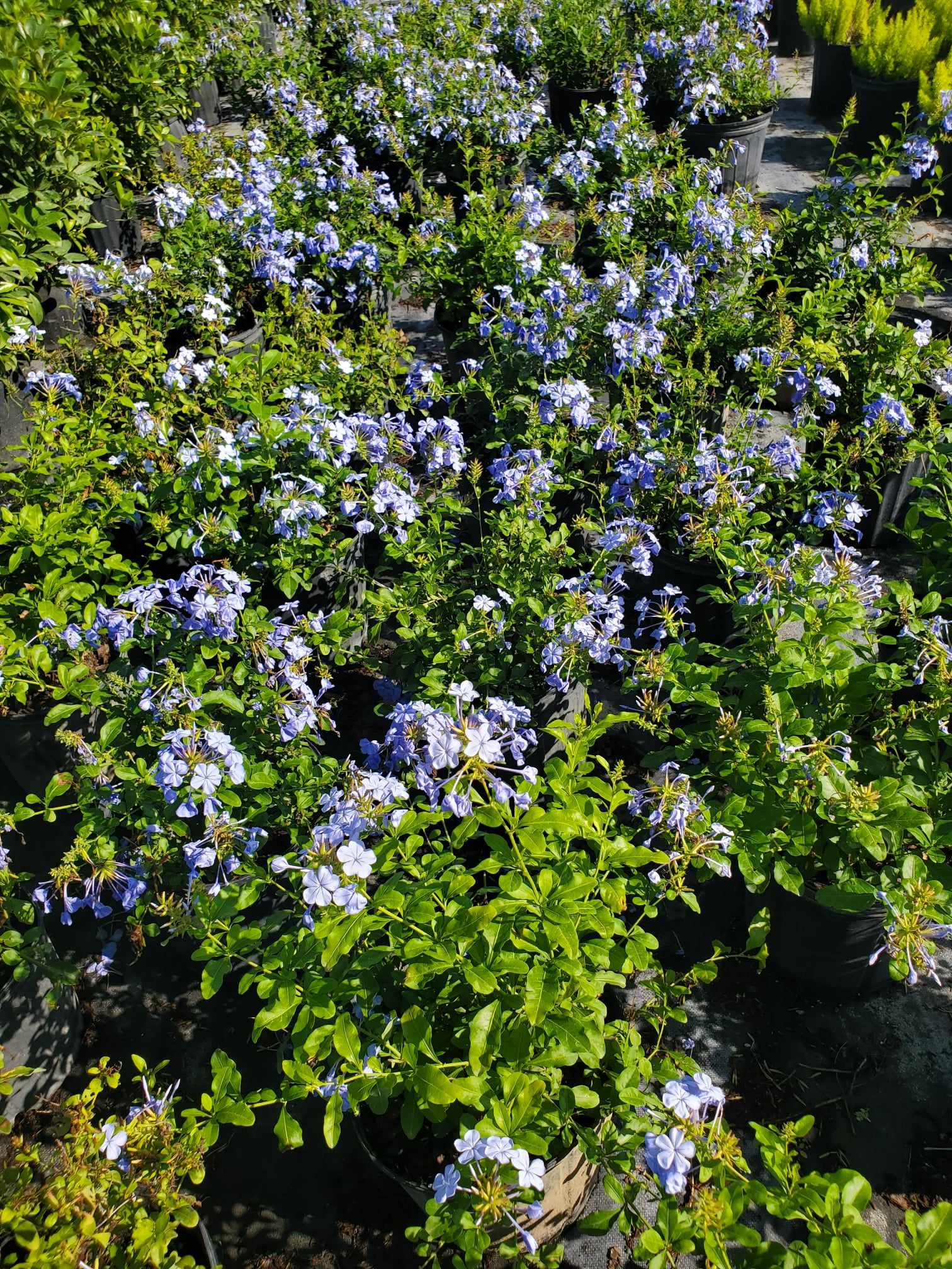Flinbago Tree Plumbago - Native Jungle