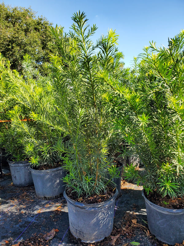 Podocarpus - Maki - Native Jungle