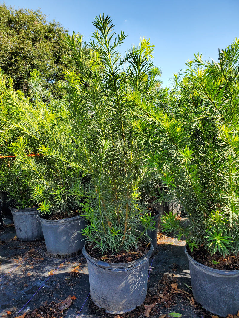 Maki Podocarpus with dense, dark green foliage and columnar growth habit, perfect for privacy hedges and formal gardens in Florida